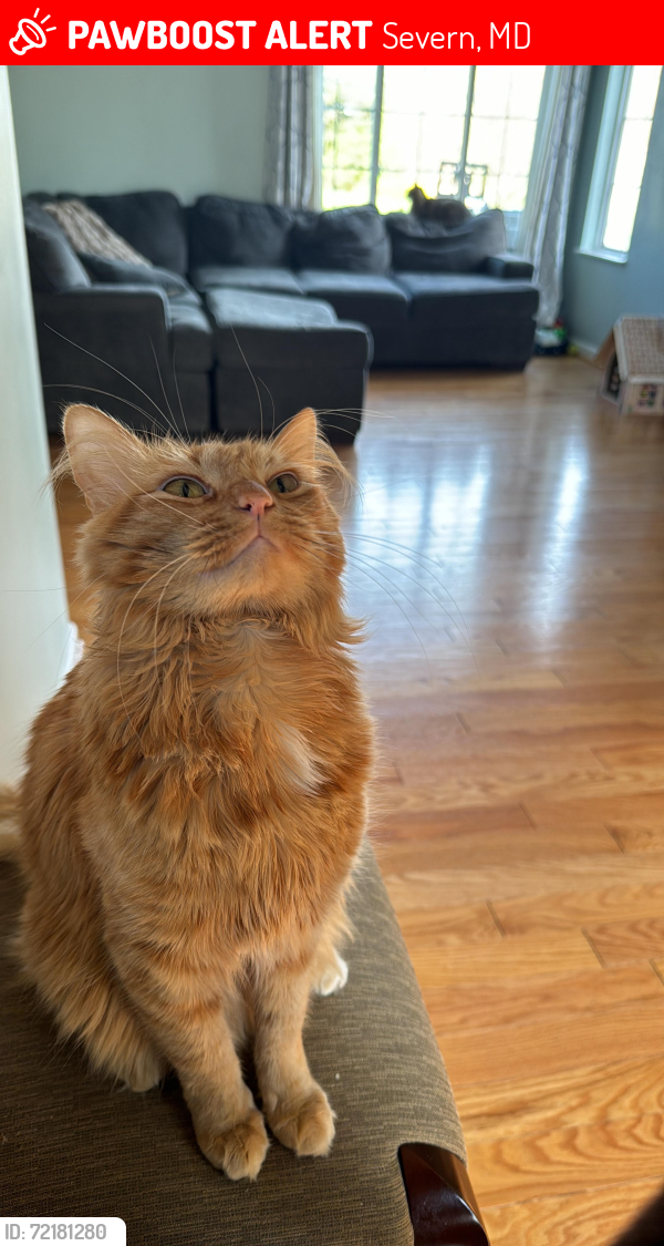Lost Male Cat last seen kidwell Dr hanover, Severn, MD 21076