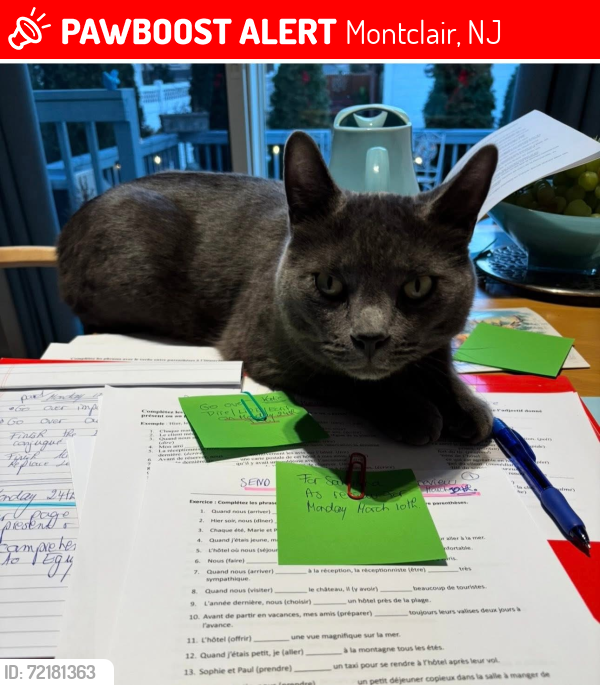 Lost Male Cat last seen Montclair Police Station, Montclair, NJ 07042