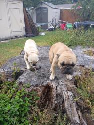 Lost Male Dog last seen 62nd Ave n and 28th St, St. Petersburg, FL 33702
