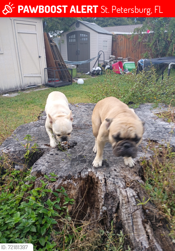 Lost Male Dog last seen 62nd Ave n and 28th St, St. Petersburg, FL 33702