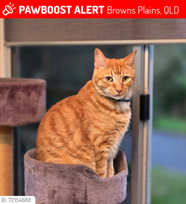 Lost Male Cat last seen scenic ave and sherwood drive browns plains, Browns Plains, QLD 4118