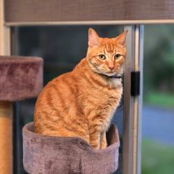 Lost Male Cat last seen scenic ave and sherwood drive browns plains, Browns Plains, QLD 4118