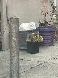 Lost Female Cat last seen Dauphin, Philadelphia, PA 19125