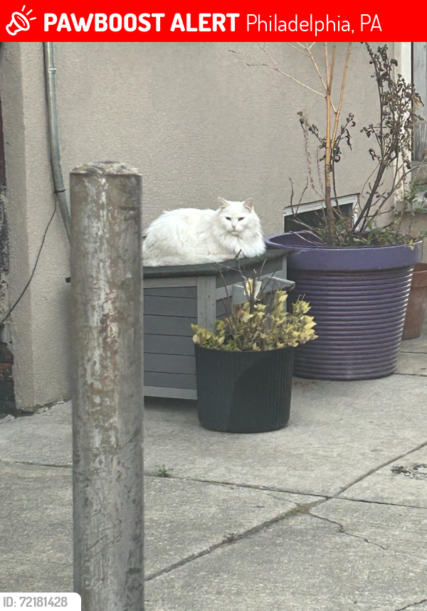 Lost Female Cat last seen Dauphin, Philadelphia, PA 19125