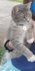 Lost Female Cat last seen Lenore Ln, Maryville TN, Maryville, TN 37804