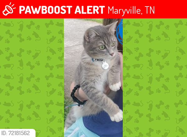 Lost Female Cat last seen Lenore Ln, Maryville TN, Maryville, TN 37804