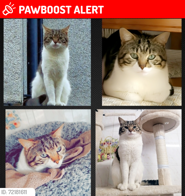 Lost Male Cat last seen Preston , Lancashire, England PR1 4QL