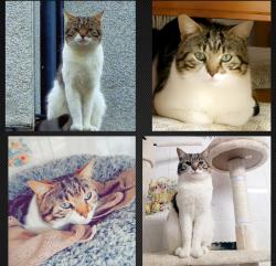 Lost Male Cat last seen Preston , Lancashire, England PR1 4QL