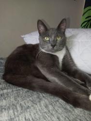 Lost Male Cat last seen Near Bound Brook Court, Virginia Beach, VA 23462