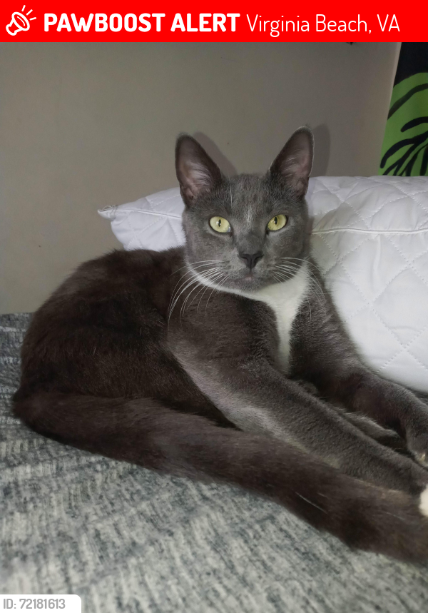 Lost Male Cat last seen Near Bound Brook Court, Virginia Beach, VA 23462
