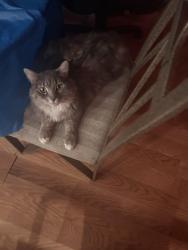 Lost Male Cat last seen Vincennes, Halsted, 103rd , Chicago anywhere , Chicago, IL 60643