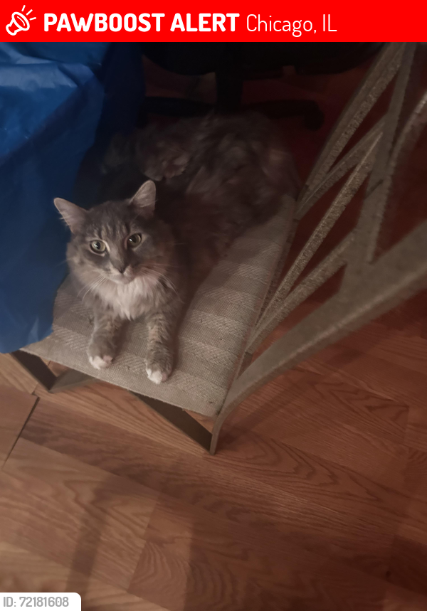 Lost Male Cat last seen Vincennes, Halsted, 103rd , Chicago anywhere , Chicago, IL 60643