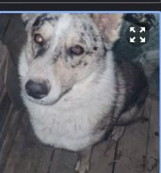 Lost Male Dog last seen Osage casino, Tulsa, OK 74106