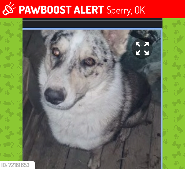 Lost Male Dog last seen Osage casino, Tulsa, OK 74106