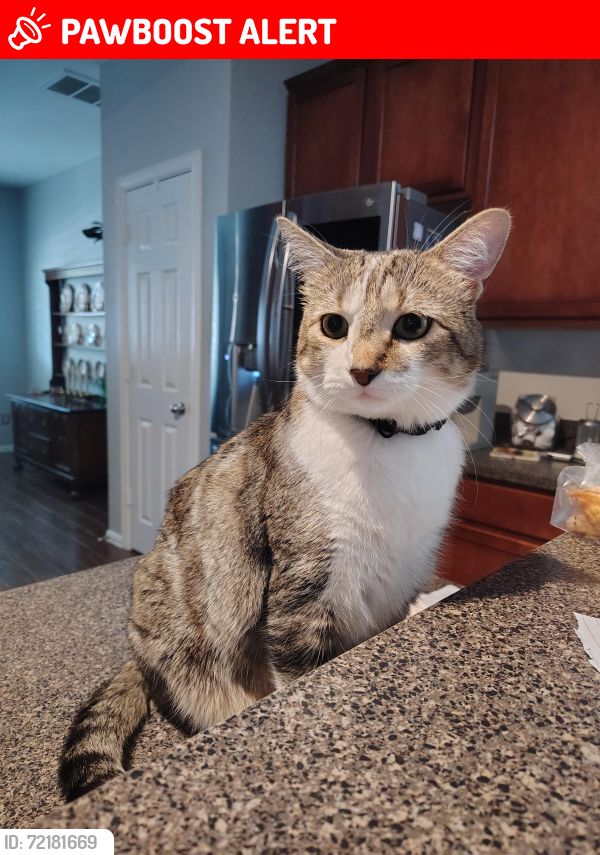 Lost Male Cat last seen Waterbury Dr., Providence Village, TX 76227
