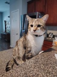 Lost Male Cat last seen Waterbury Dr., Providence Village, TX 76227