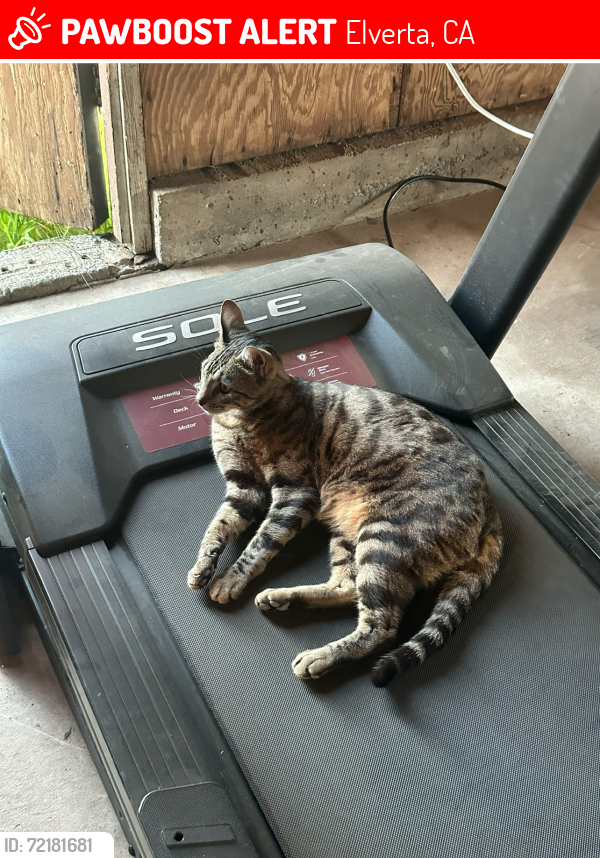 Lost Male Cat last seen Elverta, Elverta, CA 95626