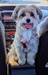 Lost Female Dog last seen Arleta Ave., Terra Bella & Kagel Canyon, Los Angeles, CA 91331