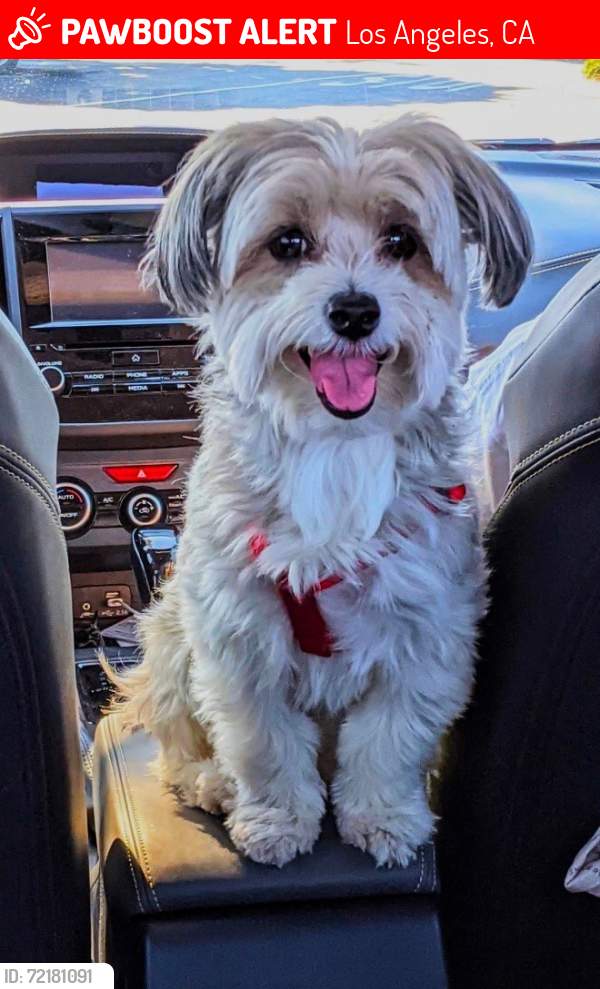 Lost Female Dog last seen Arleta Ave., Terra Bella & Kagel Canyon, Los Angeles, CA 91331