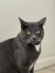 Lost Male Cat last seen Steeplechase and palomino , Edgewood, NM 87015