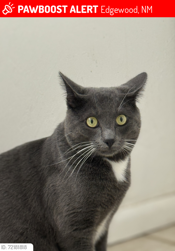 Lost Male Cat last seen Steeplechase and palomino , Edgewood, NM 87015