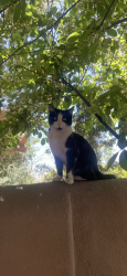 Lost Male Cat last seen Agua fria, Santa Fe, NM 87505