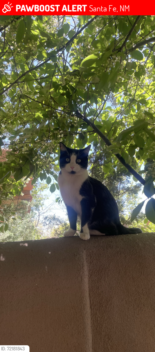 Lost Male Cat last seen Agua fria, Santa Fe, NM 87505