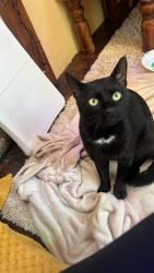 Lost Male Cat last seen Beverley Road, Kingston upon Hull, England HU6 7JH