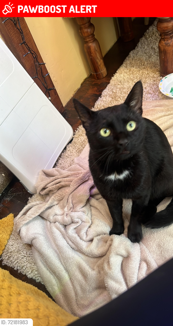 Lost Male Cat last seen Beverley Road, Kingston upon Hull, England HU6 7JH