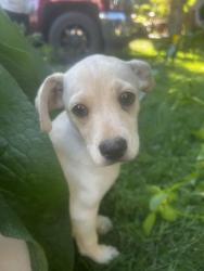 Lost Male Dog last seen Elementary school near me , Ridgefield, WA 98642