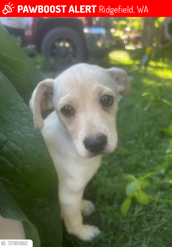 Lost Male Dog last seen Elementary school near me , Ridgefield, WA 98642