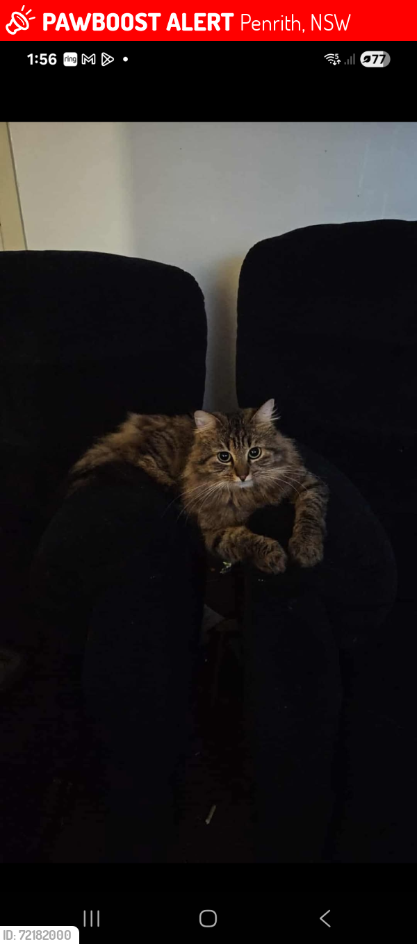 Lost Female Cat last seen Castlereagh st , penrith, Penrith, NSW 2750