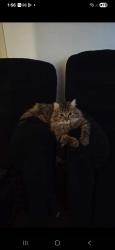 Lost Female Cat last seen Castlereagh st , penrith, Penrith, NSW 2750