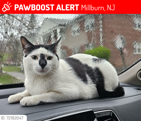 Lost Male Cat last seen Millburn avenue , Millburn, NJ 07041