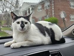Lost Male Cat last seen Millburn avenue , Millburn, NJ 07041