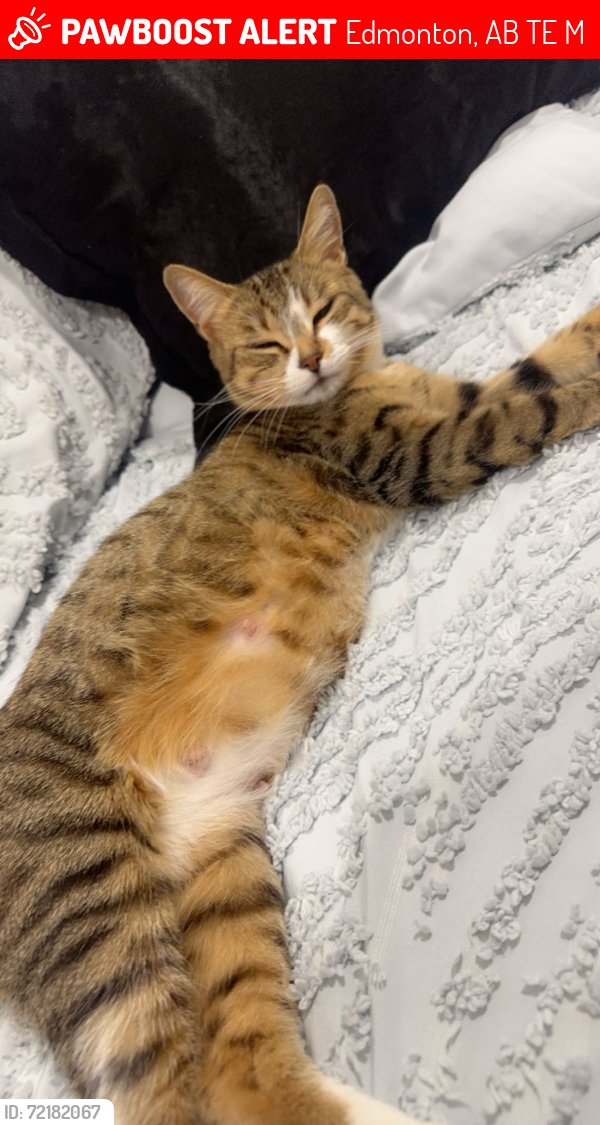 Lost Female Cat last seen griesbach area, Edmonton, AB T5E 2M6