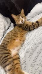 Lost Female Cat last seen griesbach area, Edmonton, AB T5E 2M6