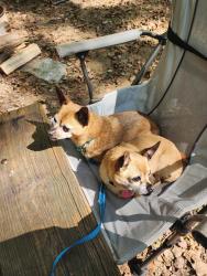 Lost Male Dog last seen Hunter Rd and Congress Hill Ln, Fairfield, OH 45014