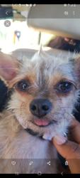 Lost Female Dog last seen Henry hem boulevard, Dallas, TX 75219