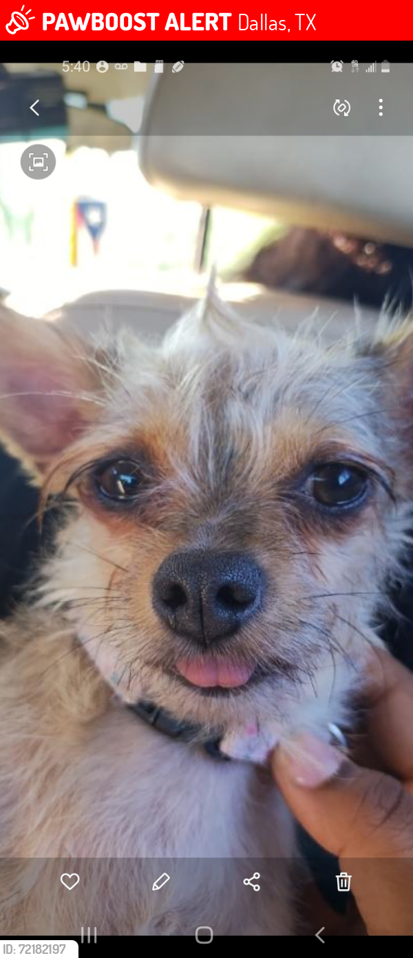 Lost Female Dog last seen Henry hem boulevard, Dallas, TX 75219