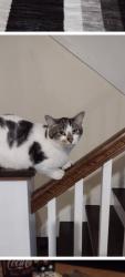 Lost Male Cat last seen Near n arsenal, Indianapolis, IN 46201
