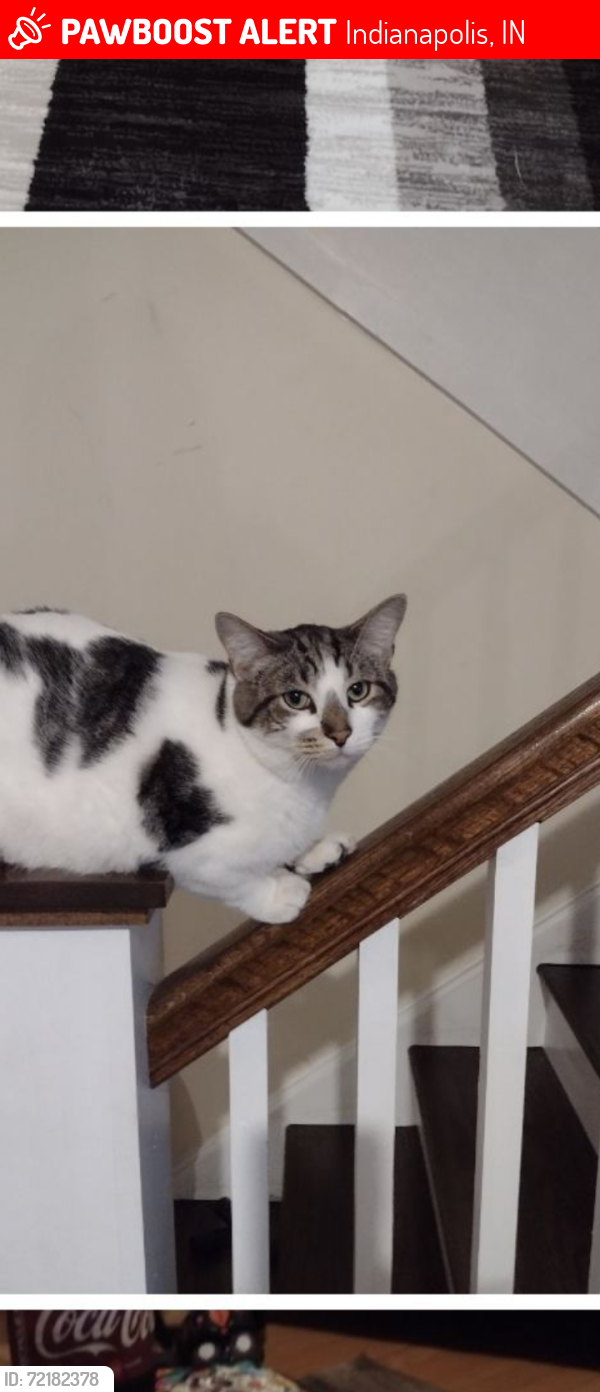 Lost Male Cat last seen Near n arsenal, Indianapolis, IN 46201