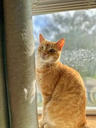 Lost Male Cat last seen Normandy, Rena, academy, Lafayette, LA 70503