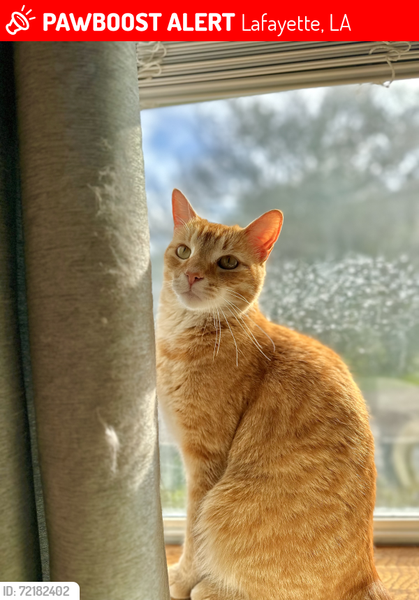 Lost Male Cat last seen Normandy, Rena, academy, Lafayette, LA 70503