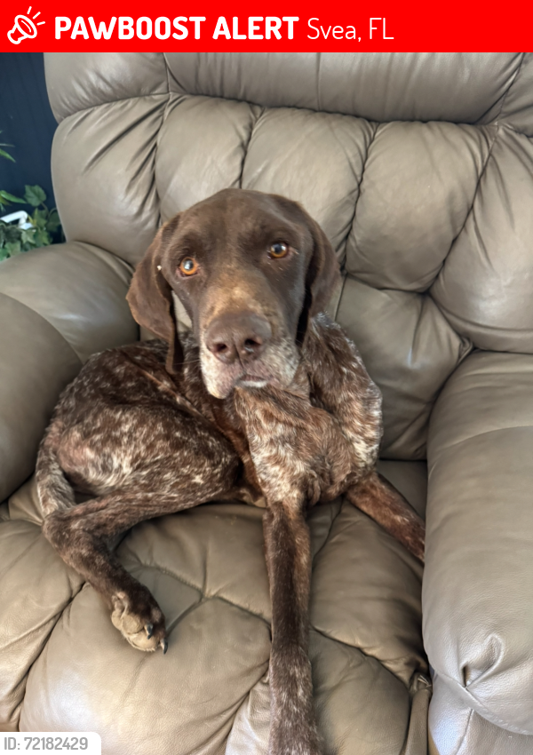 Lost Male Dog last seen Near and 85, Svea, FL 32567