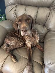 Lost Male Dog last seen Near and 85, Svea, FL 32567
