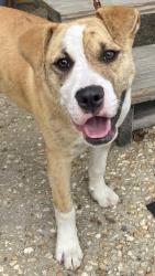 Lost Male Dog last seen Near and 85, Svea, FL 32567