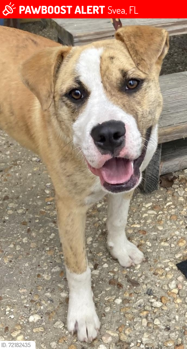 Lost Male Dog last seen Near and 85, Svea, FL 32567
