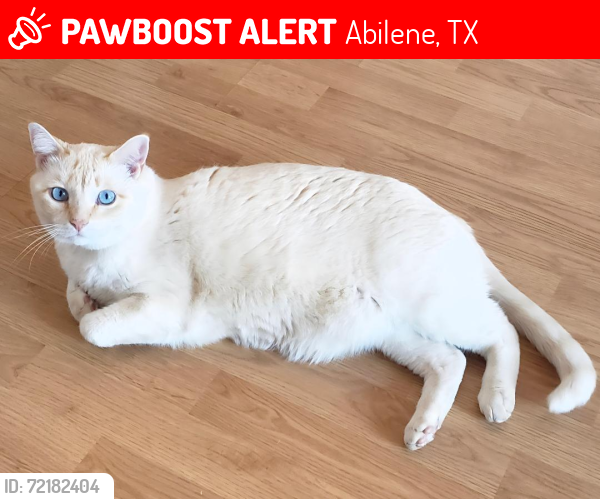 Lost Male Cat last seen Bishop / Southmoor / Texas Ave area , Abilene, TX 79606