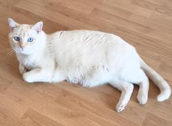 Lost Male Cat last seen Bishop / Southmoor / Texas Ave area , Abilene, TX 79606